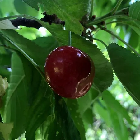 Csobanc Szerelem-nemzeti Park-oenallo Haz - Klimatizalt Dom wakacyjny Gyulakeszi