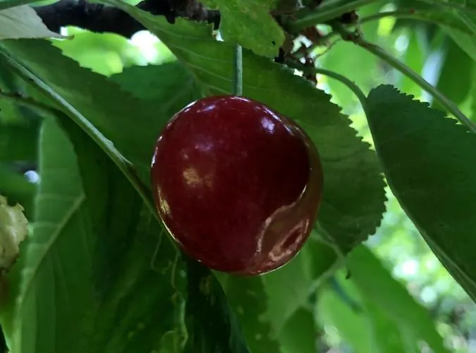 Csobanc Szerelem-nemzeti Park-oenallo Haz - Klimatizalt 펜션 Gyulakeszi